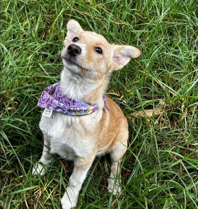 Cristal - Fundación Criollos de la Montaña